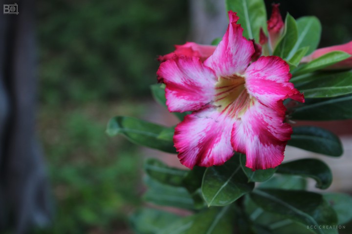 flower