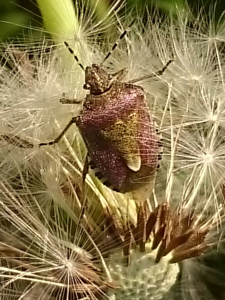 Käfer im Löwenzahn