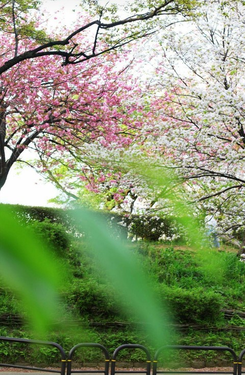 tapety plant, blossom