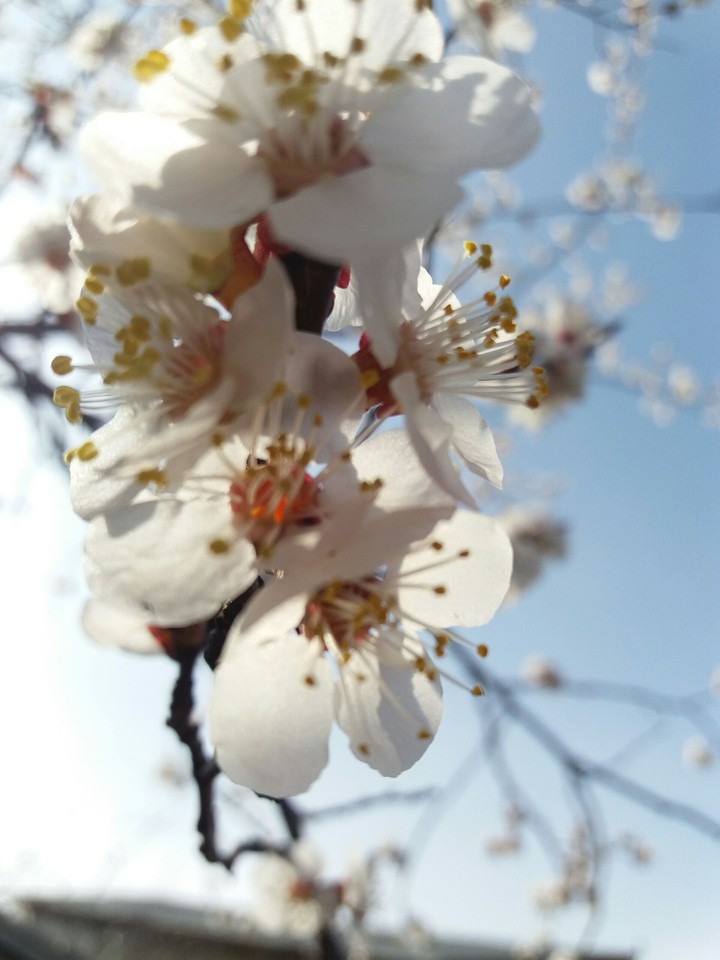 spring