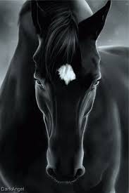 horse...