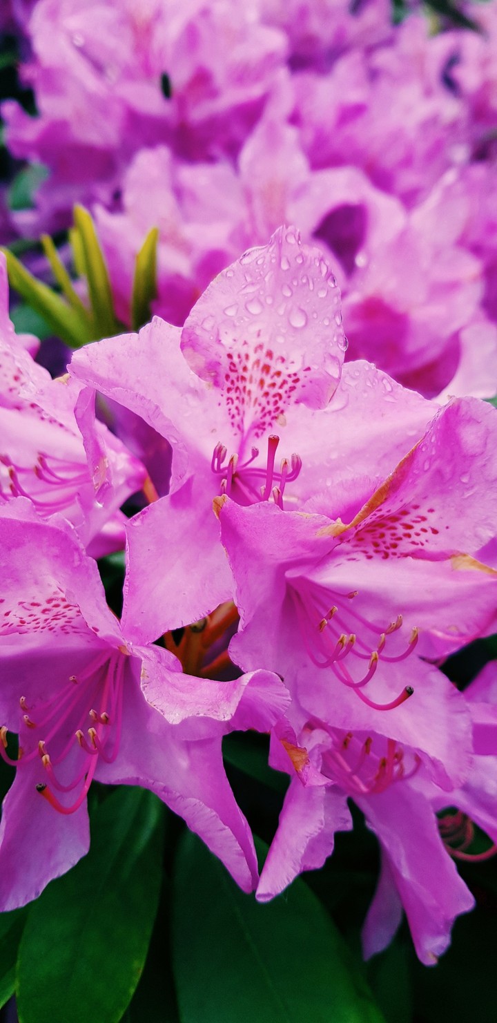 Blütenrausch, Blumen