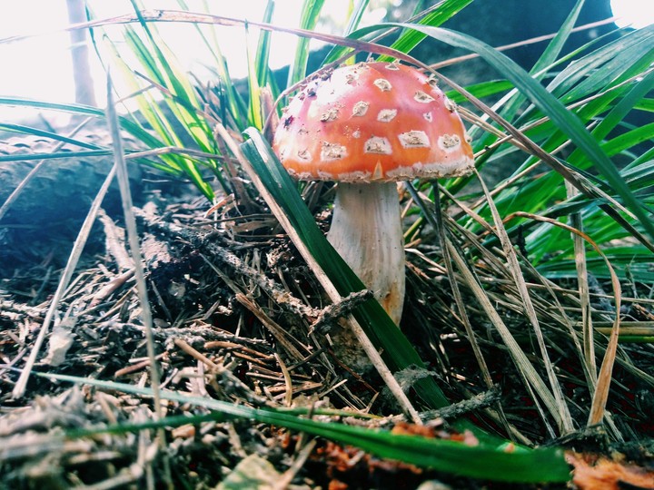 red in woods