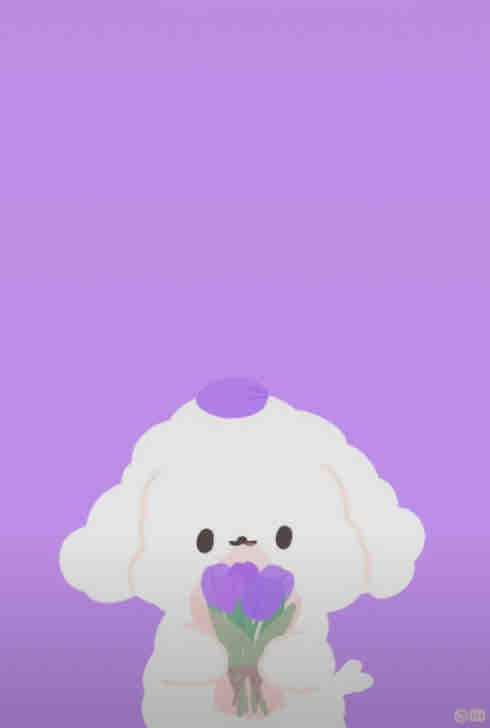 보라보라 댕댕