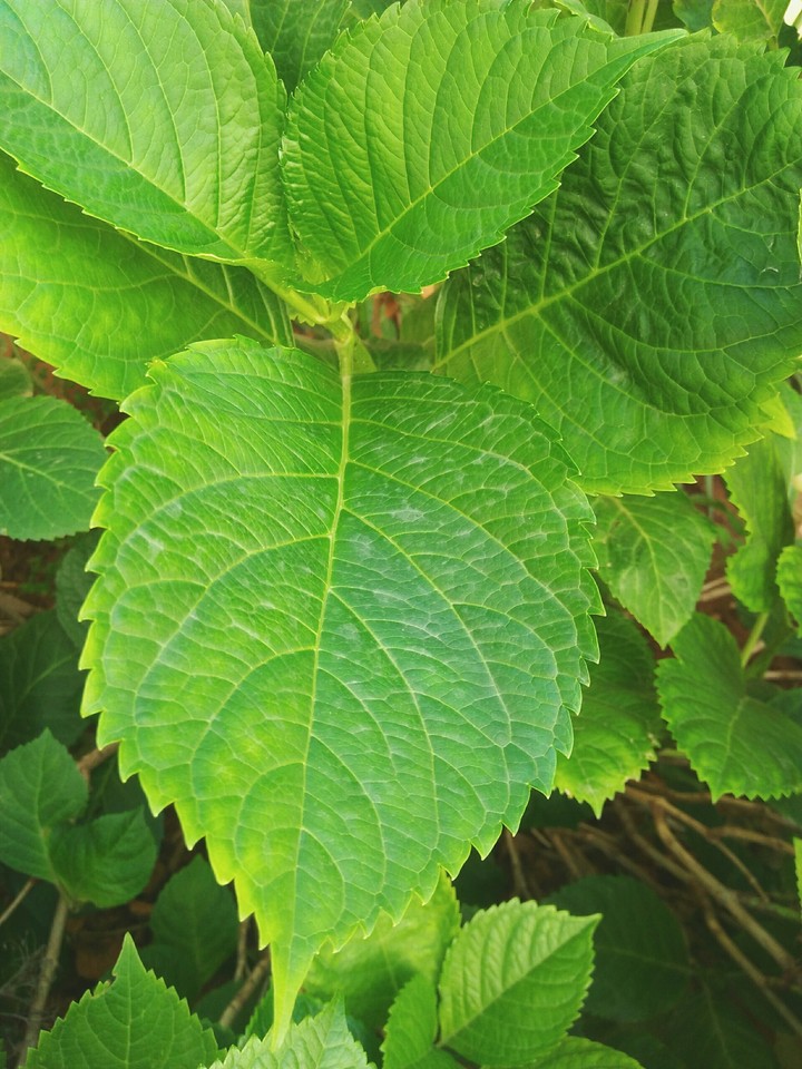 feuille