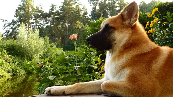 dog