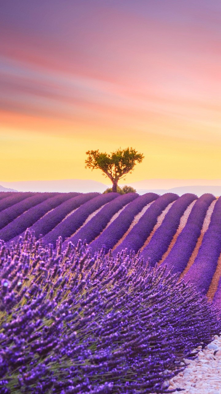 Lavender field