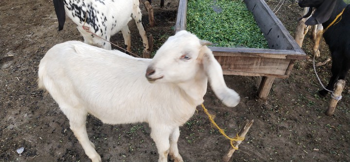 nice goat