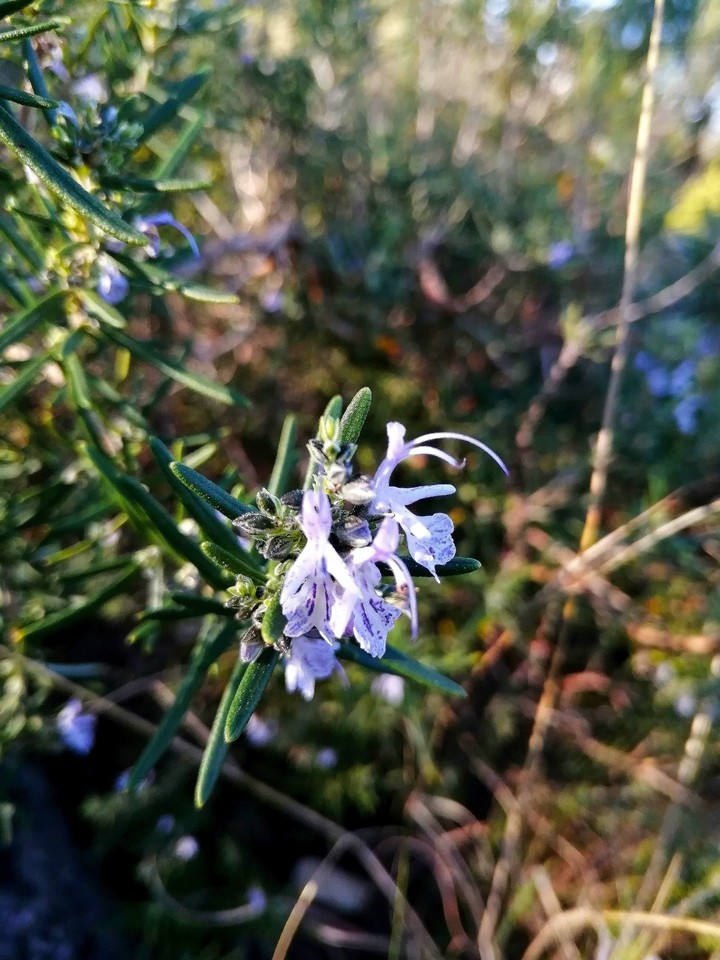 Rosemary blossom