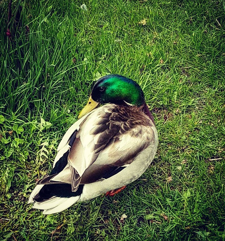 Duck pose