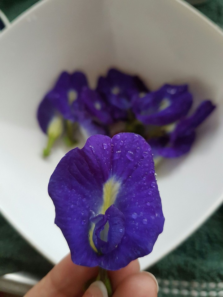 Blue pea flowers fresh after the rain