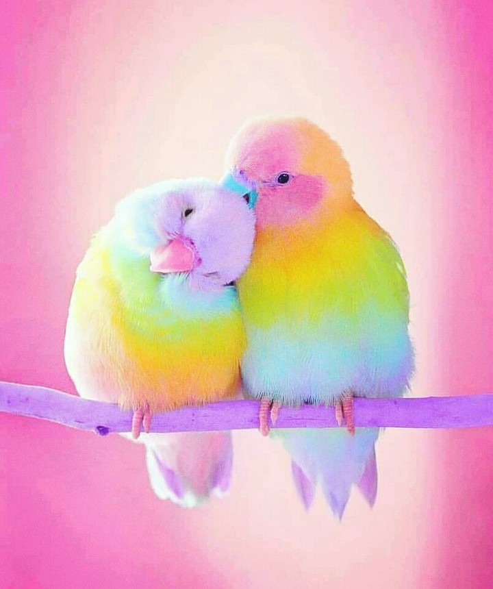 Cute love