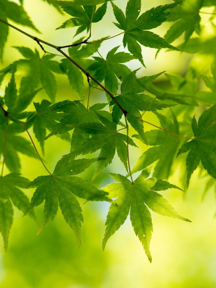 Maple