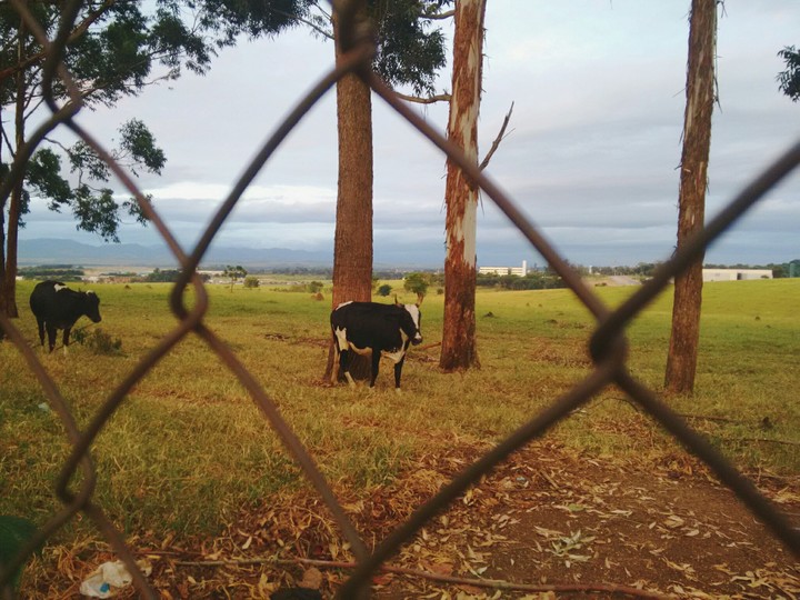 Pasture