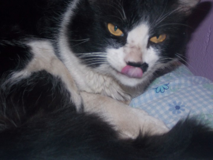 #Cat