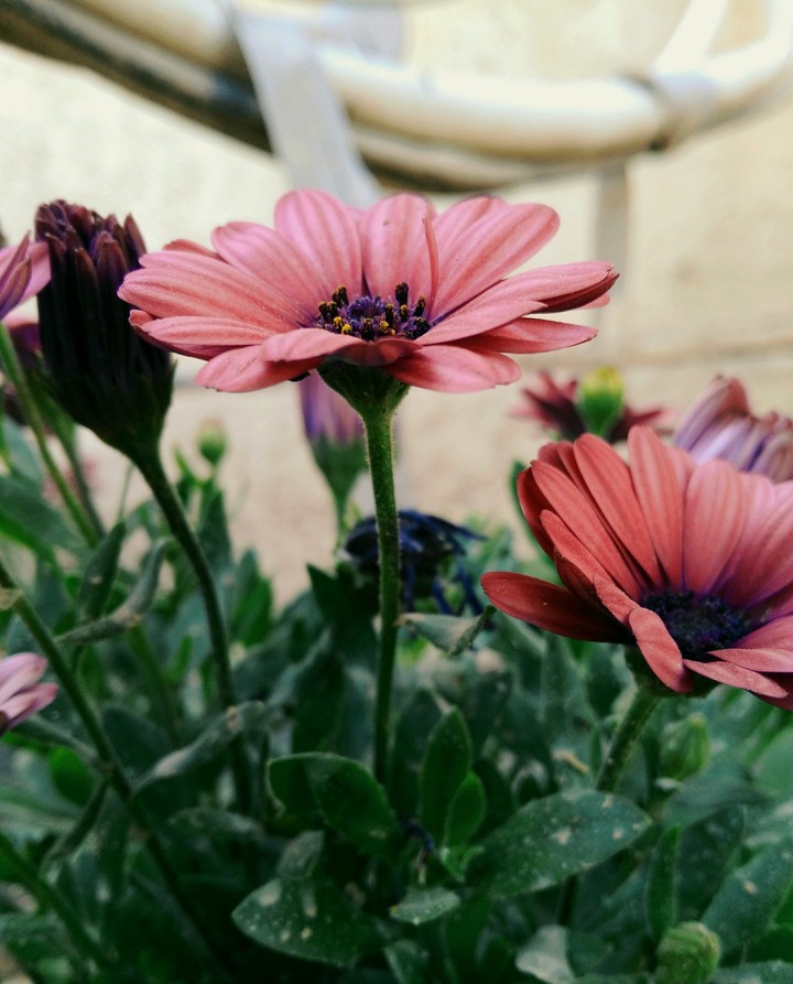 sweet Daisy 