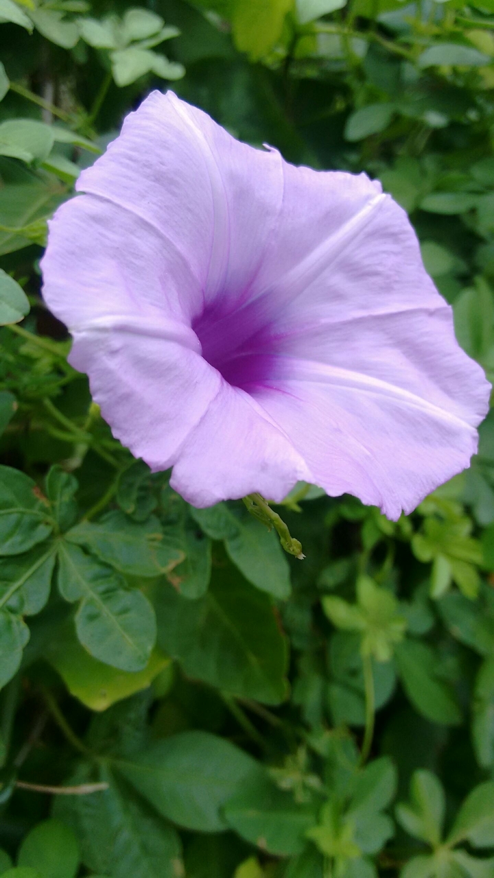 a blooming flower