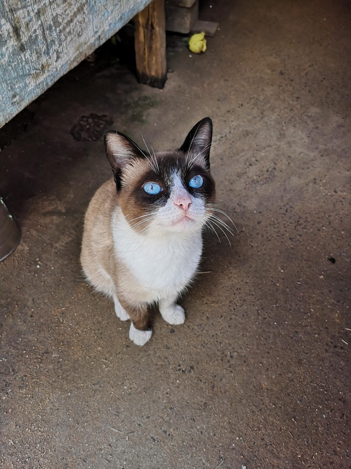 gato