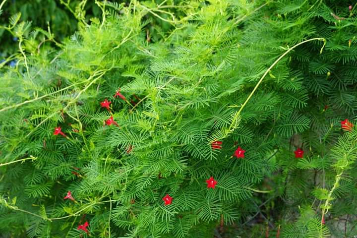 " Ipomoea quamoclit"