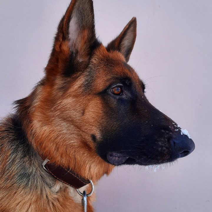 my dog