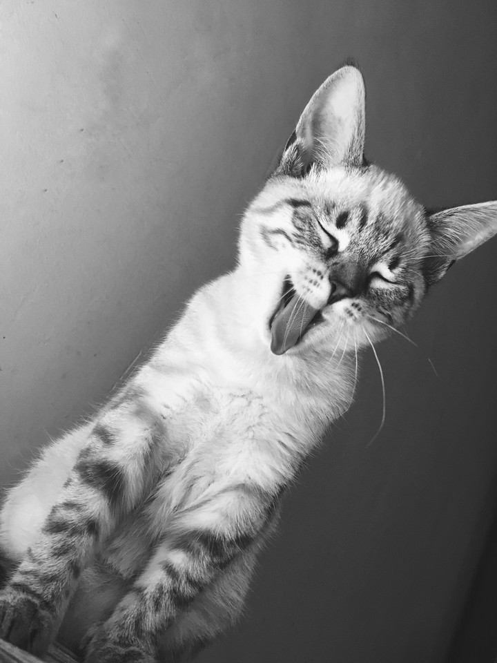cat