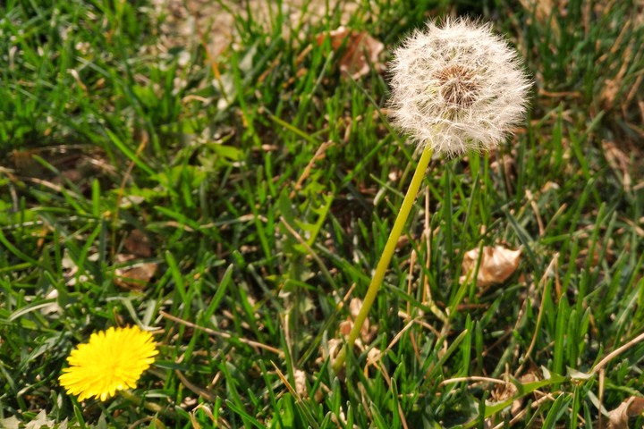 daisy and dandelion