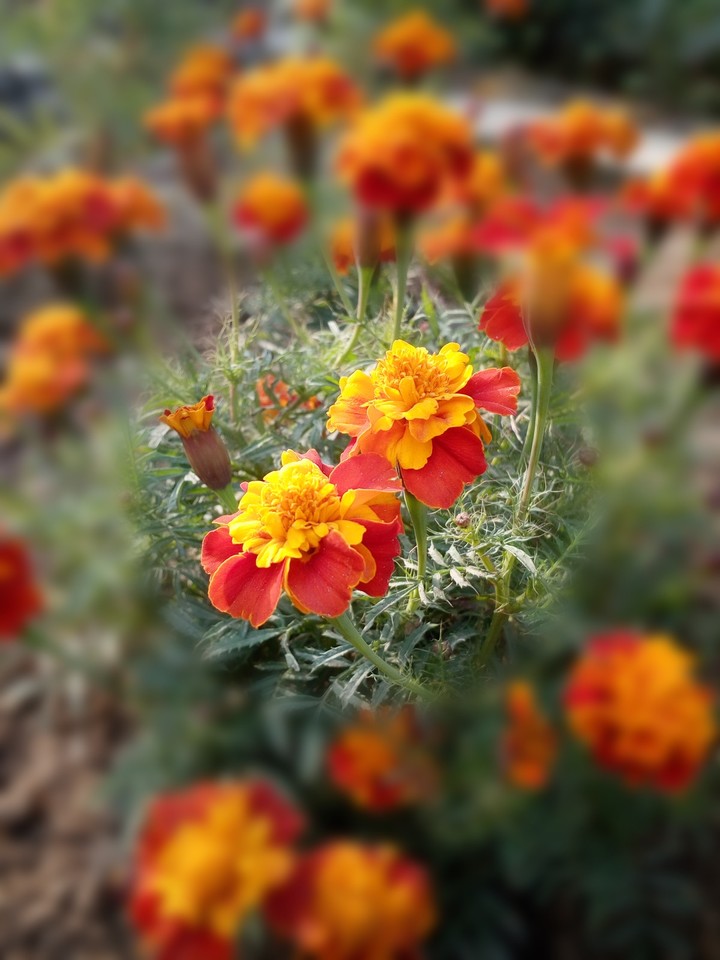 Marigold