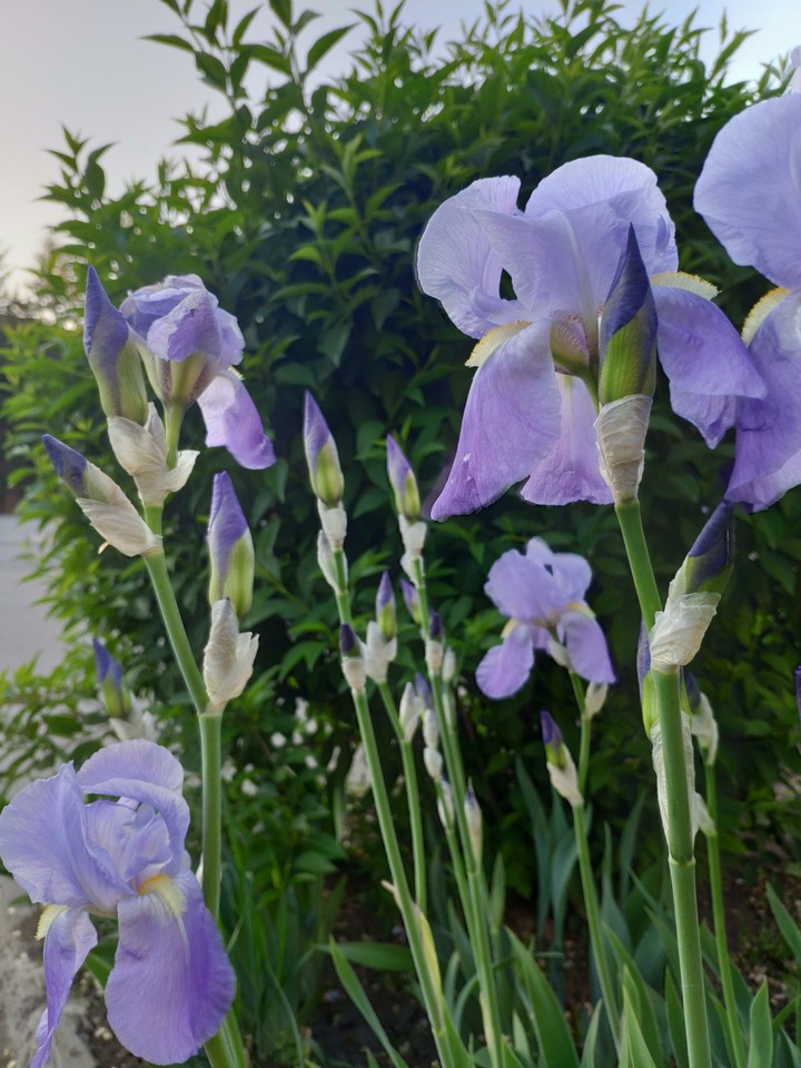 flowers