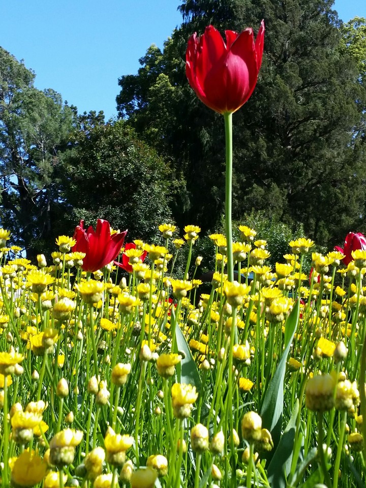 Red and yellow
