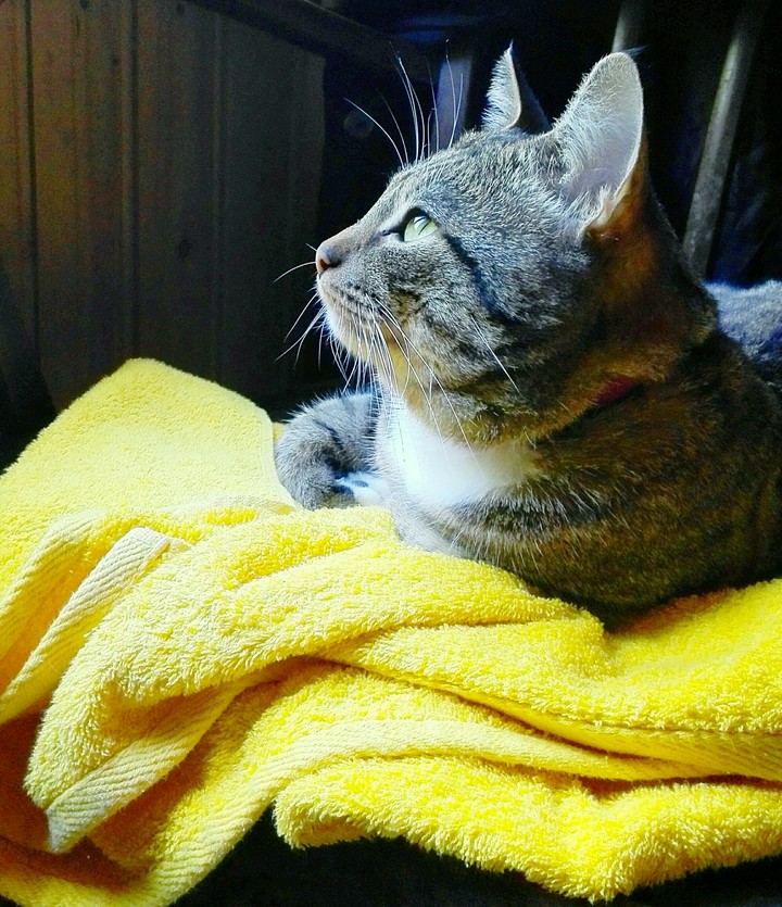 Kat
