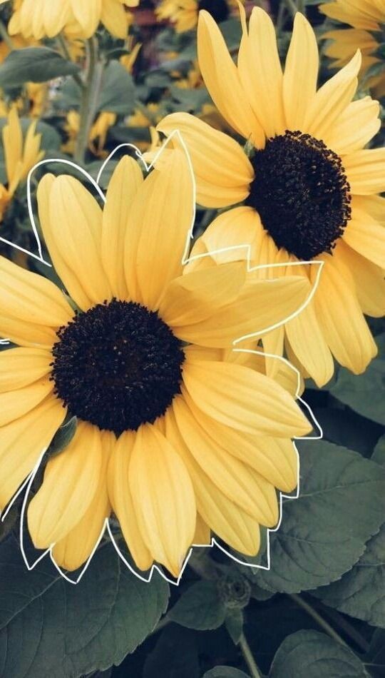fleur Pinterest