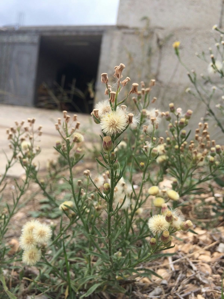 Plants