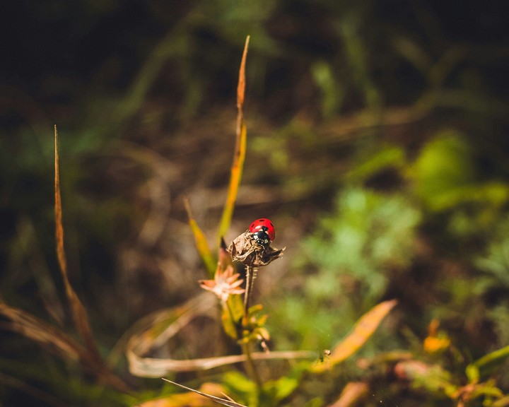ladybug 