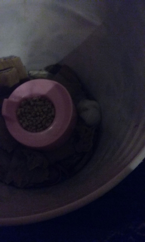 hamster