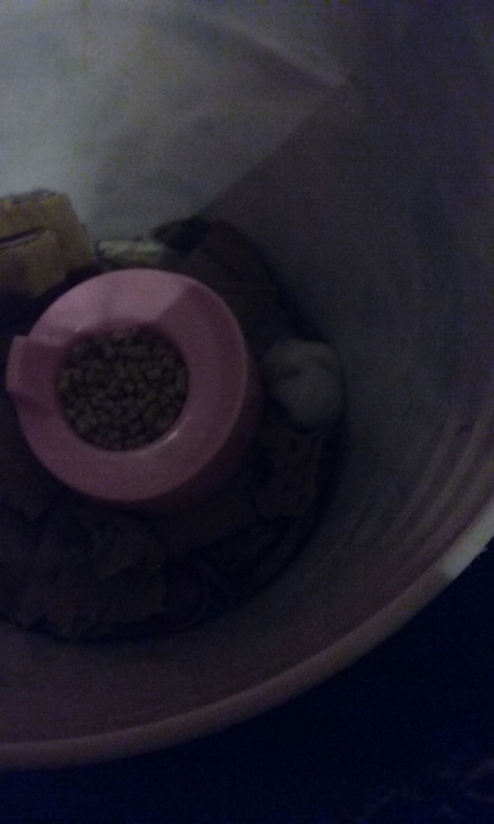 hamster