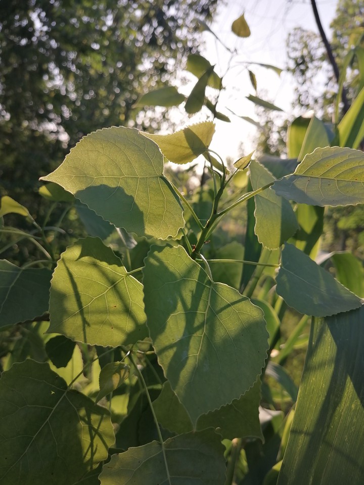 plant