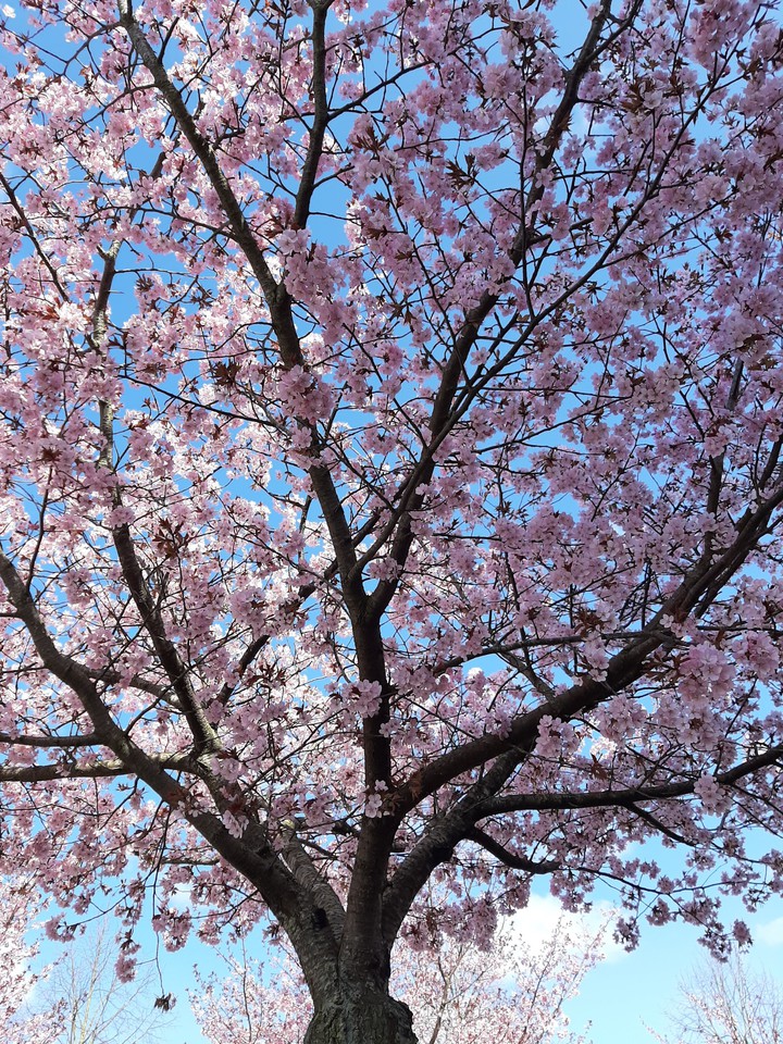 Blossom tree