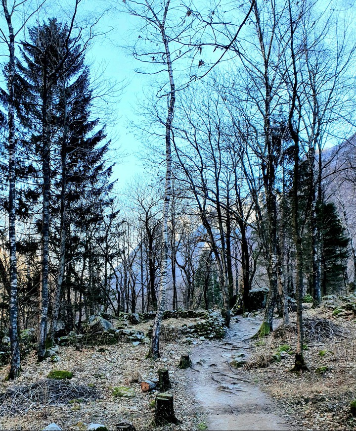 alberi