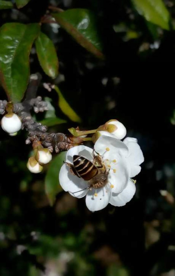 plum flower