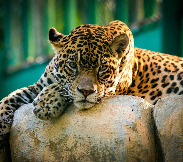 leopard