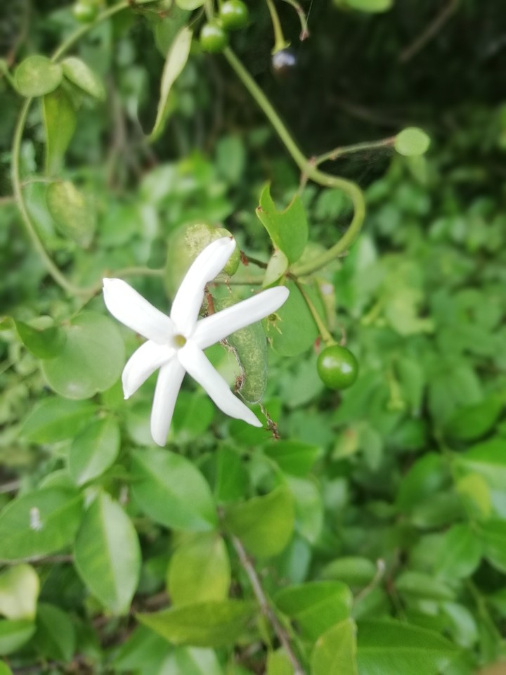 white flower