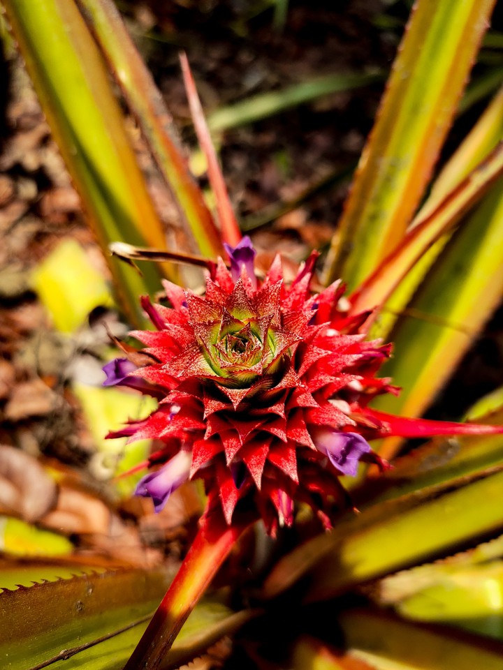 Pineapple ?