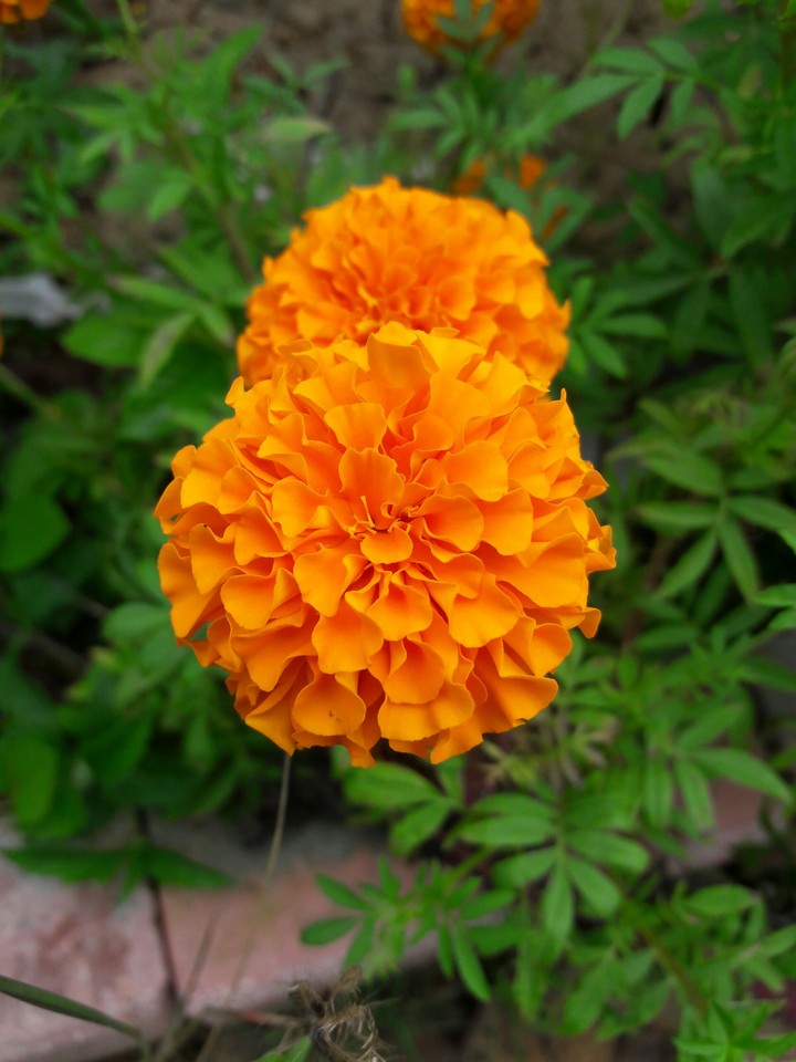 #Flower #Genda_ka_phool
