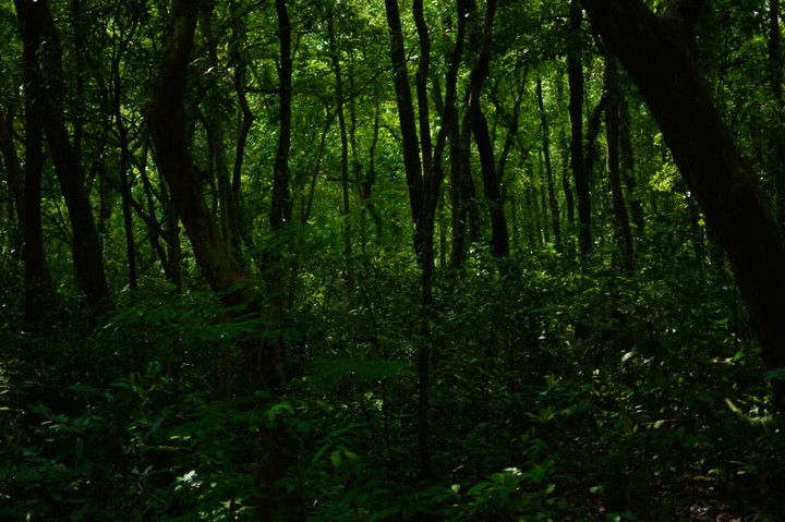 Rain forest