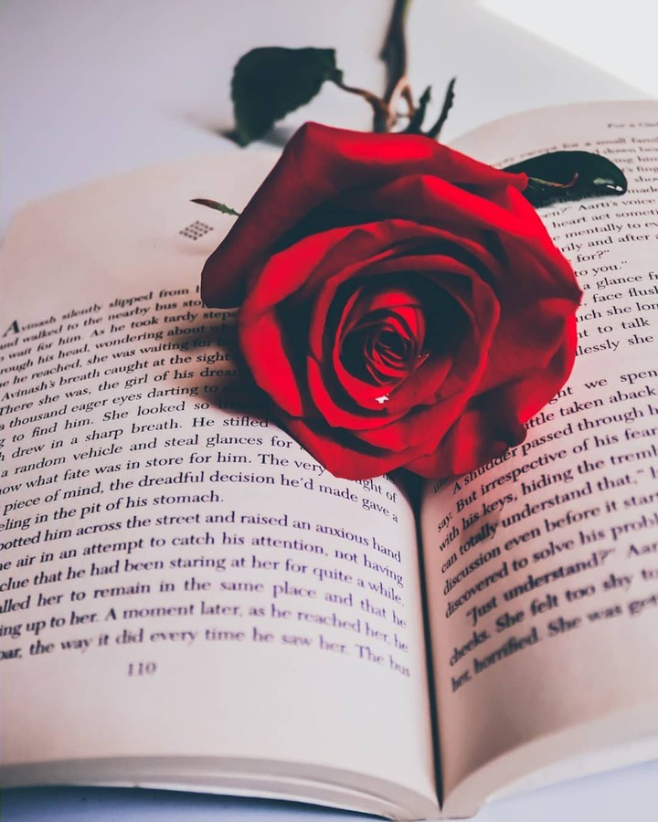 red rose