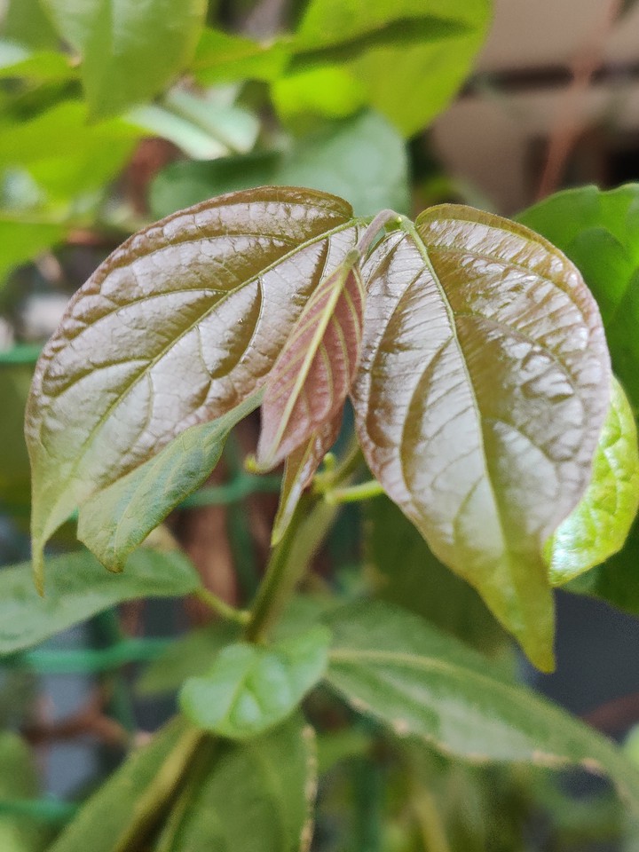 #Leaf