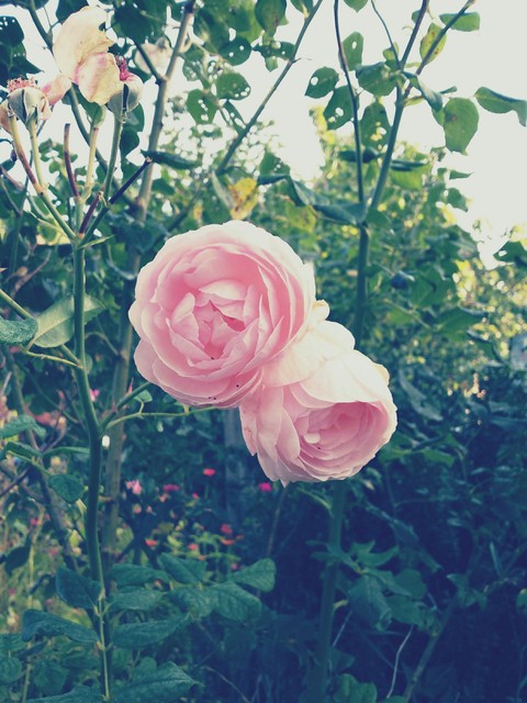 rose