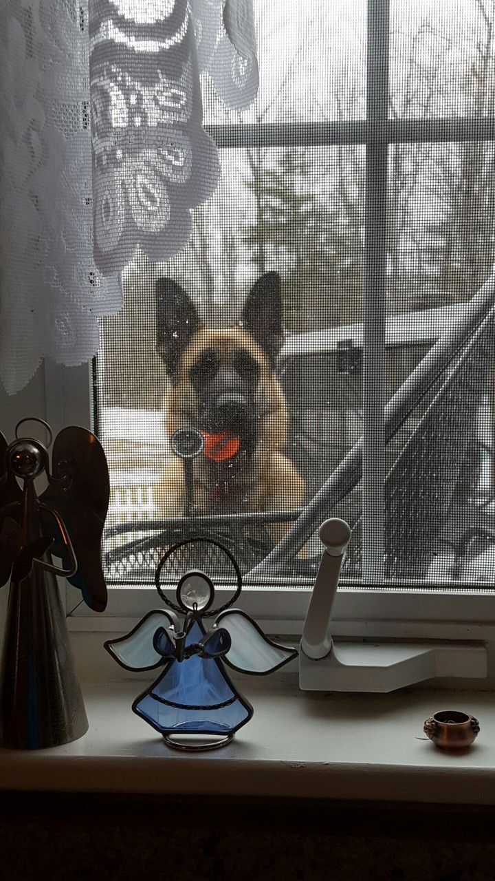 adorable dog