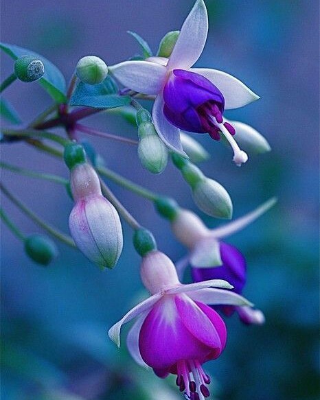 ⚅⚘