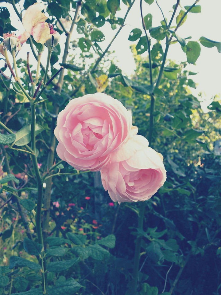 rose